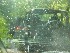 Sunshower